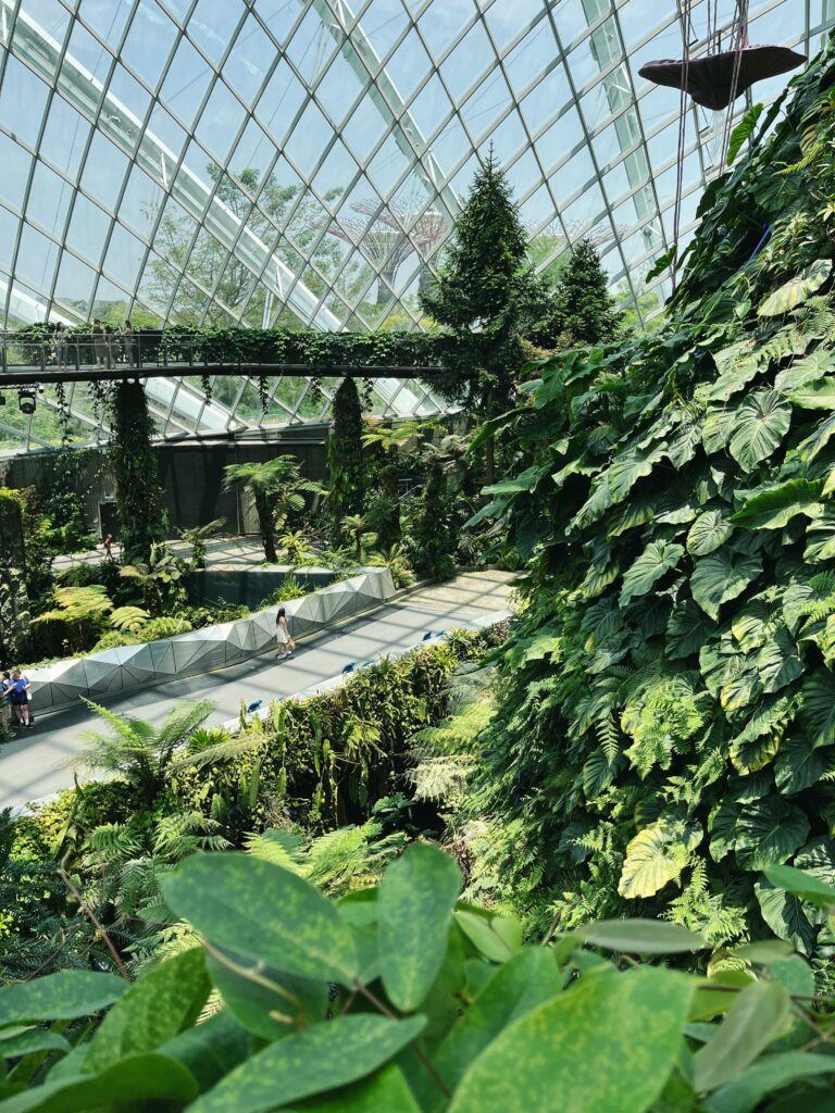 Тропический лес в Cloud Forest